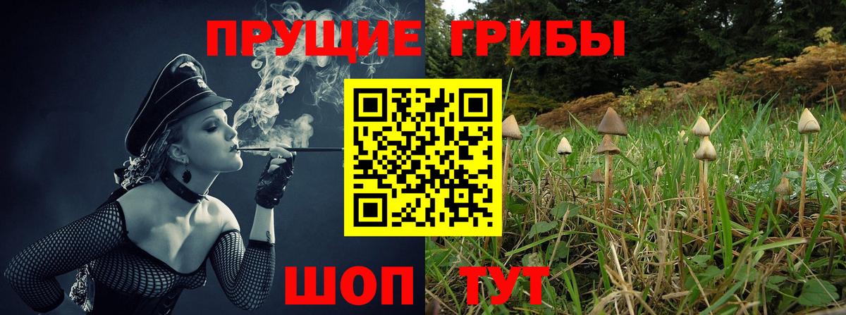 Будённовск  Псилоцибиновые грибы Psilocybe  Вход с VPN 